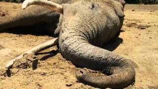 An elephants life has ended  Sheldrick Trust [upl. by Naitirb]