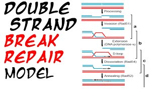 Double strand break repair model [upl. by Felicle]