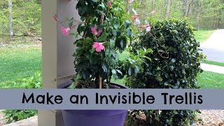 Make an Invisible Trellis for a Climbing Plant [upl. by Lenod]