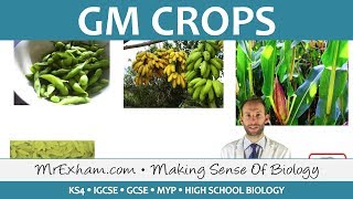 GM Crops  GCSE Biology 91 [upl. by Emiolhs]