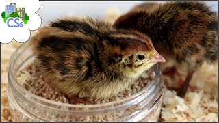 What to Feed Coturnix Quail Chicks [upl. by Eliga]