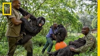 Young Orphaned Gorillas See Their Adorable Bond With Park Rangers  National Geographic [upl. by Garik398]