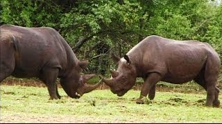 Rare Black Rhinos Fight Best Footage EVER Reordered In The Wild [upl. by Niple]