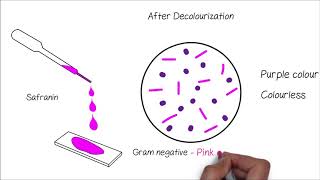 Grams Staining [upl. by Tomkin31]