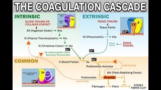 HEMOSTASISCOAGULATION CASCADE  IntrinsicExtrinsicCommon Pathways Amplification and Propagation [upl. by Lauder]