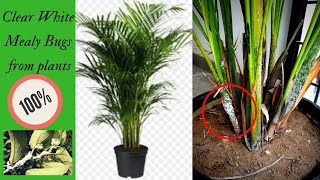 How to get rid of Mealy bugs  Indoor plant Areca palm  Hibiscus plant [upl. by Tjon230]