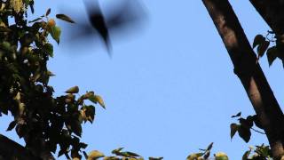 Crows Mobbing a Bald Eagle [upl. by Aihsened839]