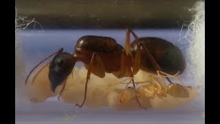 How long does it take to rear an ant colony starting from the queen a timeline Camponotus irritans [upl. by Nonnairb]