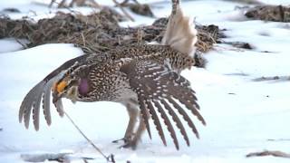 Sharptailed Grouse Dancing on a Lek [upl. by Eaver]