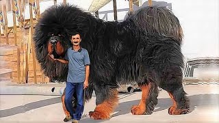 15 Most Expensive Dogs in the World [upl. by Eimyaj]