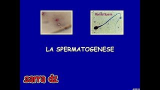 la spermatogénèse [upl. by Oile]