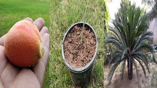 How to Propagate Sago Palm From Seeds  Propagation of Cycas Plant [upl. by Leunammi]