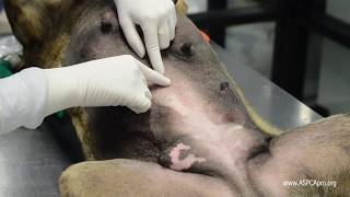 SpayNeuter Surgery Incision Placement [upl. by Deelaw]