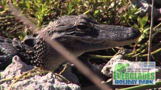 Everglades Holiday Park Airboat Tours amp The Gator Boys [upl. by Droffig]