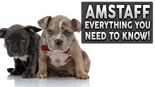 AMERICAN STAFFORDSHIRE TERRIER 101 Everything You Need To Know About Owning a AMSTAFF Puppy [upl. by Horatio]