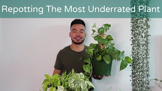 How To Repot Pothos To Climb Up or Trail Down  Houseplant Care Guide [upl. by Carlotta]