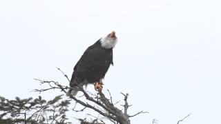 Bald Eagle Calling to Her Mate [upl. by Lion903]