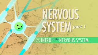 The Nervous System Part 1 Crash Course Anatomy amp Physiology 8 [upl. by Maighdiln376]