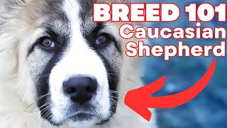 CAUCASIAN SHEPHERD 101 Everything You Need To Know About The CAUCASIAN SHEPHERD [upl. by Leanard]