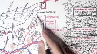 Dermatology  Overview [upl. by Cranford]