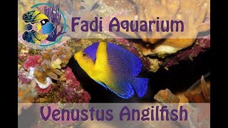 Venustus Angelfish Paracentropyge venusta Fish Spotlight [upl. by Dinsmore511]