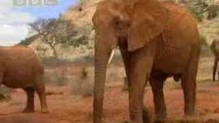 Wild African elephant with attitute  BBC wildlife [upl. by Pelagia21]