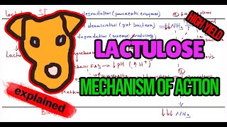 Lactulose in Hyperammonemia  Mechanism Dosage amp Clinical Use in Liver Disease [upl. by Lilyan268]