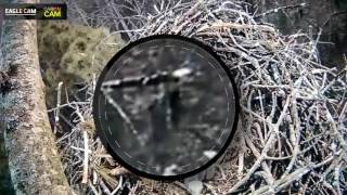 Bigfoot Sighting on Michigan Live Eagle Cam [upl. by Suirtemed]