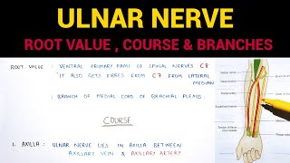 Ulnar Nerve Anatomy  Complete  Upper Limb Anatomy [upl. by Canice]