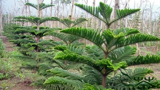 How to prune Araucaria heterophylla  How to care Araucaria plant amp Norfolk Island pine [upl. by Nnayhs]