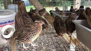 Male Coturnix Quail Calls  Sound [upl. by Schulman]