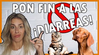 DIARREAS EN PERROS Y GATOS💥  ¿QUÉ puedes HACER TÚ✅ [upl. by Yuille]