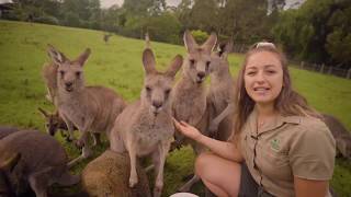 Learn all about Kangaroos and Wallabies [upl. by Billmyre]