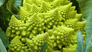 Fractals in Nature [upl. by Odey]