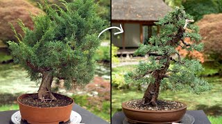 Learn how to create a Juniper Bonsai tree [upl. by Ndnarb]