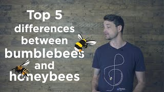 Bumblebees and honeybees  whats the difference [upl. by Jard]