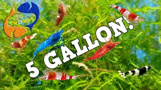 10 BEST FISH For 5 Gallon AQUARIUM [upl. by Adnirem834]