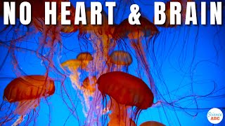 How to live without a heart or a brain  Lessons from a Jellyfish [upl. by Novled608]