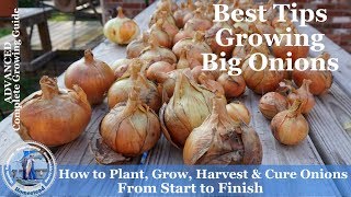 How to Grow Onions Harvest Onions amp Cure Onions from Start to Finish l Walla Walla Onions [upl. by Erv171]