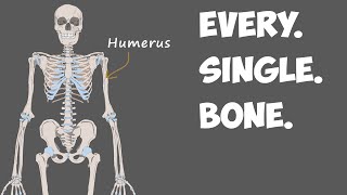 Every Bone in the Human Body [upl. by Ikila]