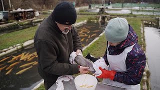 Fisch und Muscheln aus der Zucht Besser oder schlechter als Wildfang [upl. by Manton]