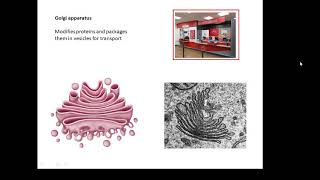 BTEC Applied Science Unit 1 Biology Cells [upl. by Nickolaus]