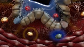 Immunology of the Lung [upl. by Artaed648]