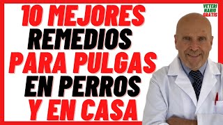 🔴 10 MEJORES Remedios Caseros para Quitar PULGAS en PERROS 🔴Repelentes Naturales 100 Efectivos [upl. by Rist]