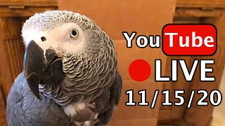 🔴🐦Einstein Parrot LIVE 111520 Running off at the beak [upl. by Auqkinahs305]