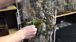 Arboreal Tarantula Enclosure Setup [upl. by Oilla529]