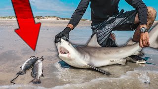 HOW TO FIND SHARK TEETH  Megalodon tooth hunting  Onslow Beach NC opening after 1 month closure [upl. by Macilroy]