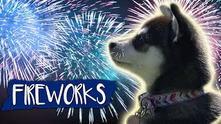 Fireworks Noise Desensitization For Dogs [upl. by Antonietta]