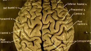 Take A Guided Tour Of Einsteins Brain [upl. by Scrivenor942]