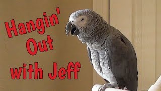 Einstein Parrot is hangin out in the office with Jeff [upl. by Giguere]